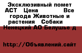 Эксклюзивный помет АСТ › Цена ­ 30 000 - Все города Животные и растения » Собаки   . Ненецкий АО,Белушье д.